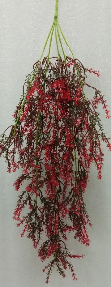 Creeper Rice Grassx3 L 80CM W 30CM